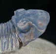 Paralejurus Trilobite - Foum Zguid #13935-4